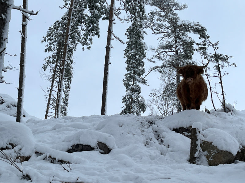 Maatilan elämää. Ylämaan karja lumihangessa.
